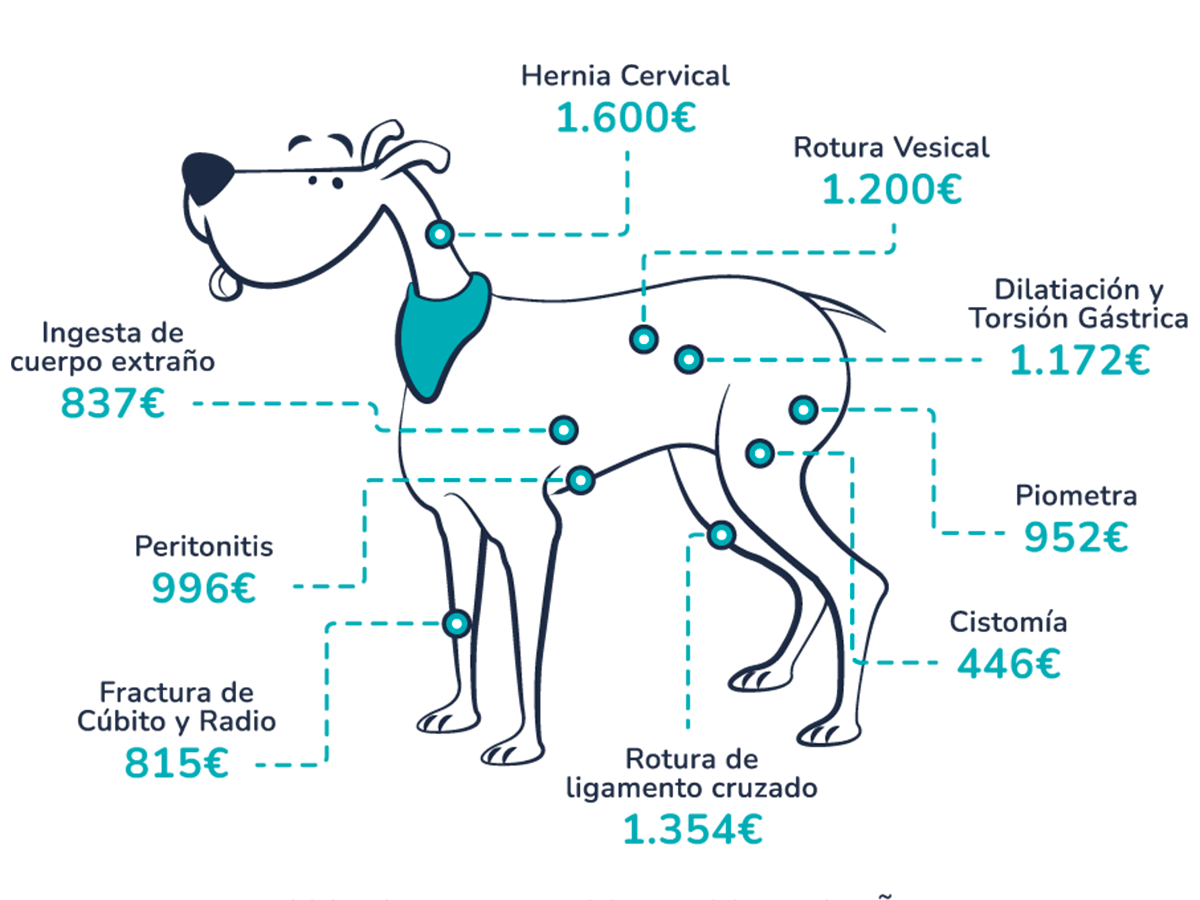 Average veterinary costs in Spain (indicative estimates)