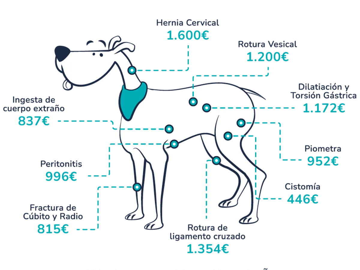 Costes veterinarios orientativos en España