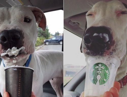 Los perros de este refugio disfrutan de una bebida de Starbucks cada semana