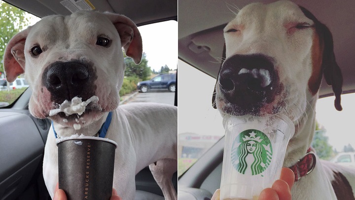 Starbucks-perros-foto