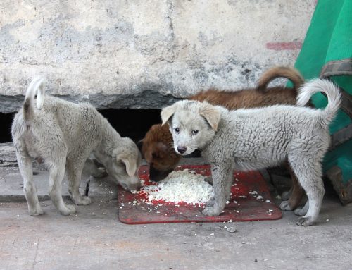 Cómo ayudar a perros abandonados