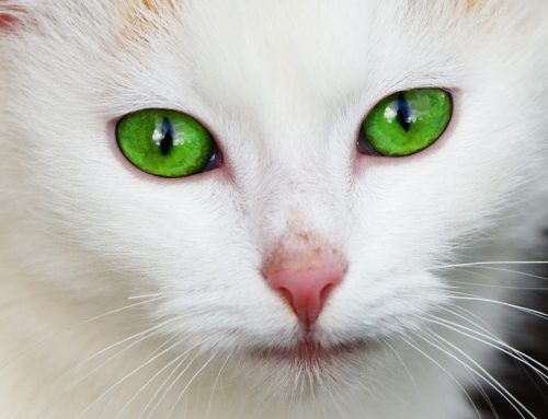 El cambio de color en los ojos del gato