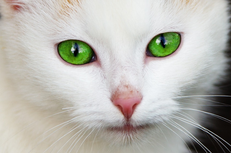 China Tender Cielo El cambio de color en los ojos del gato