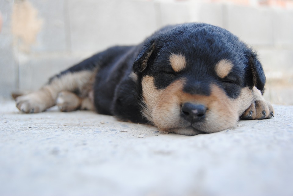 animal-931355_960_720
