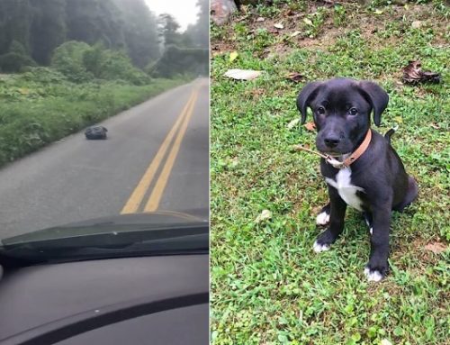 Una mujer encuentra un cachorro abandonado en una bolsa de basura que se movía