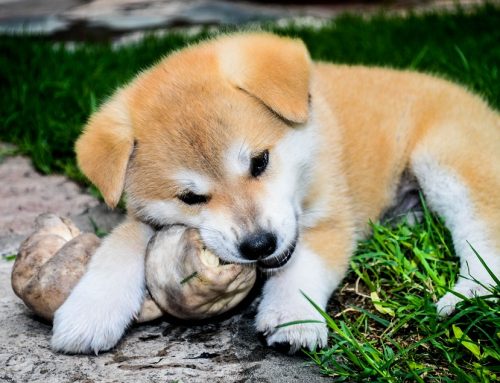 Cuándo separar a un cachorro de su madre