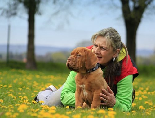 Una azafata alemana adopta a un perro argentino que siempre la esperaba en la puerta de su hotel