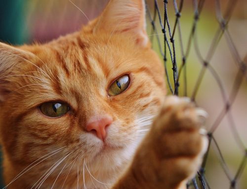 Por qué a los gatos no les gustan las puertas cerradas