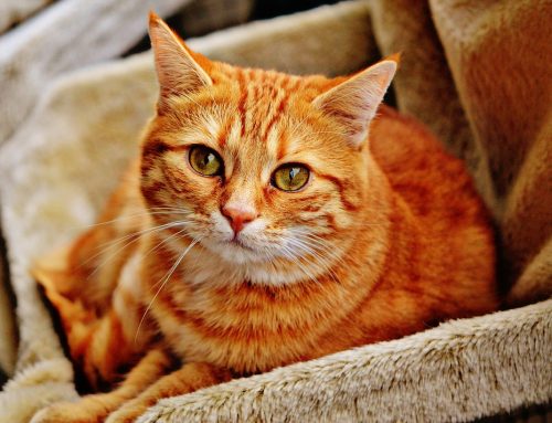 Castigos para gatos: ¿sirven de algo?