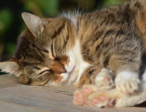 Mi gato duerme mucho, ¿por qué?