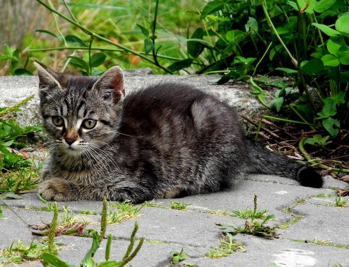 Mitos sobre la esterilización y castración felinas