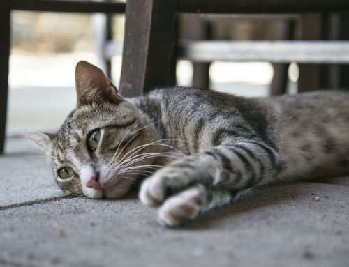 Consejos de seguridad para tu gato