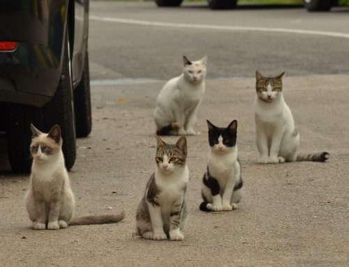 Cómo viven los gatos en la calle