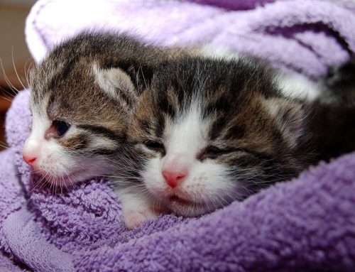 Cuándo empiezan a hacer sus necesidades solos los gatitos