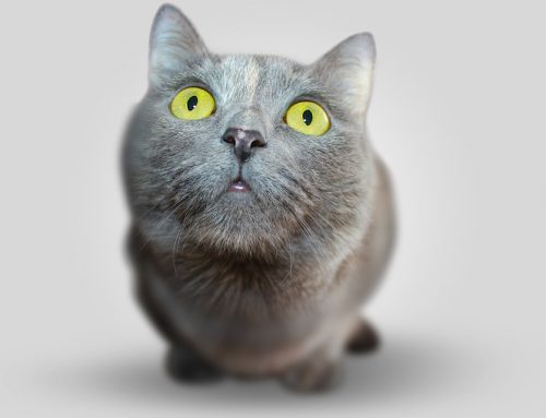 Divertidos cómics que muestran la realidad de tener un gato