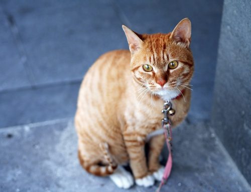 Cómo mantener al gato cerca de casa