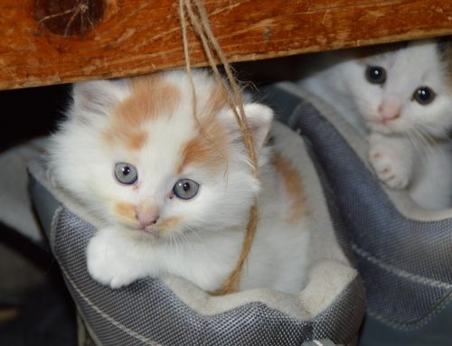 Guía de cuidados para gatitos recién nacidos huérfanos