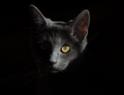 ¿Por qué mi gato es activo de noche?