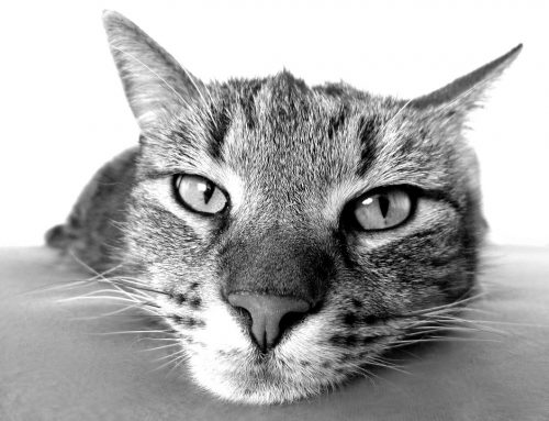 Gatos senior: cuidar a un gato mayor