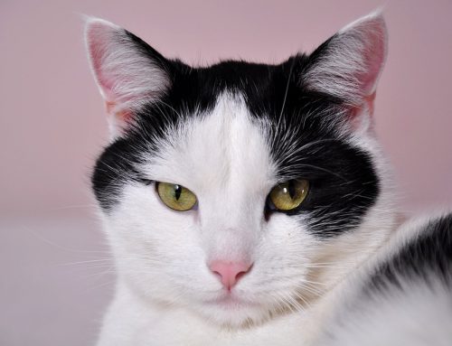 3 beneficios de tener un gato