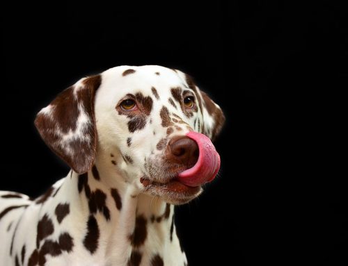 Cómo cuidar de un perro Dálmata