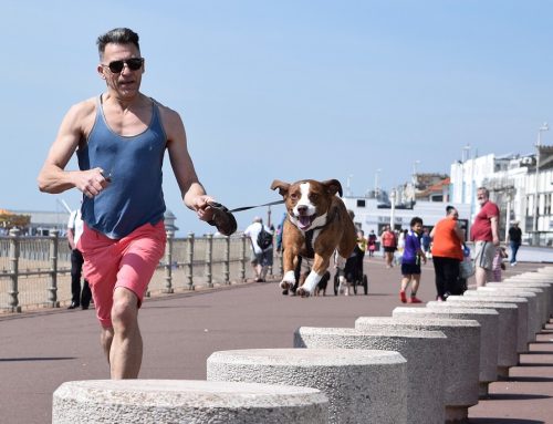 Cómo hacer que el perro aprenda a andar con correa