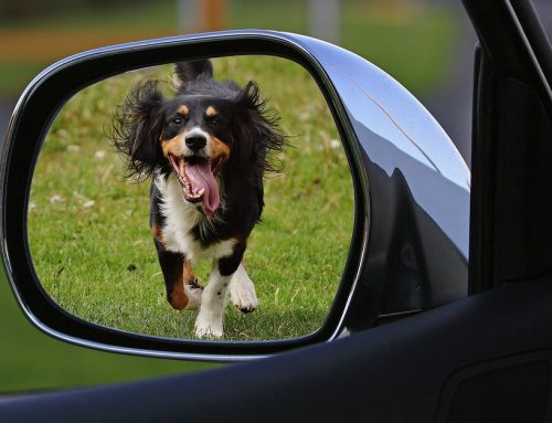 Consejos para viajar en coche con perros