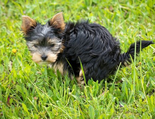 Cómo enseñar al cachorro a hacer sus necesidades en la calle