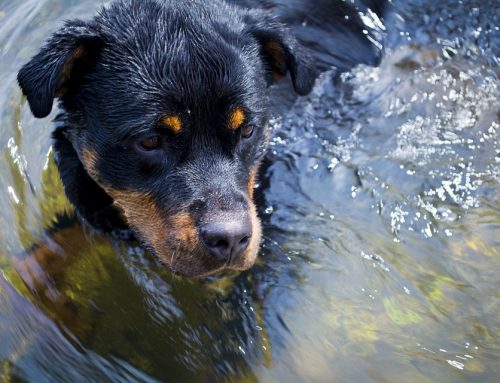 Cómo saber si mi perro tiene parásitos