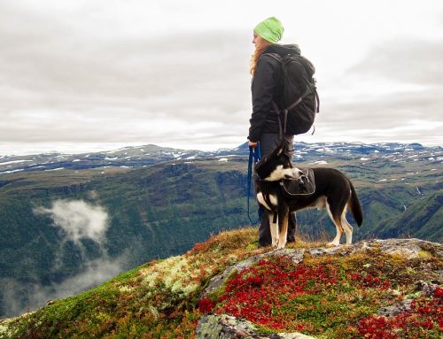 Cómo tratar la dependencia excesiva en el perro