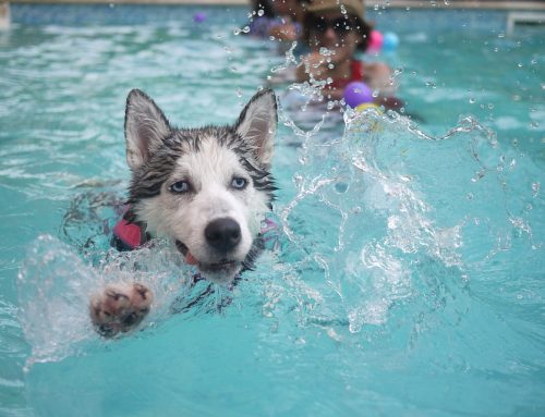 Cuándo empezar a bañar al perro