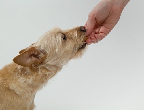 Por qué mi perro siempre tiene hambre