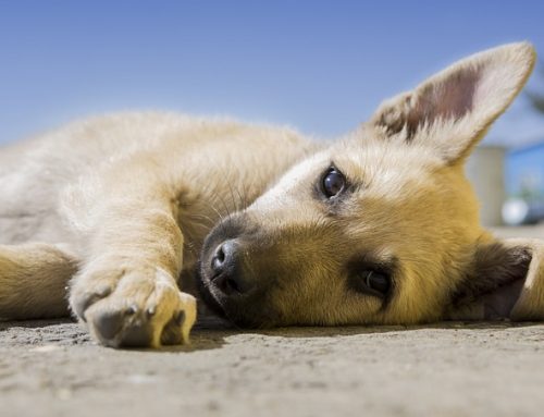 Beneficios de dormir junto a nuestro perro