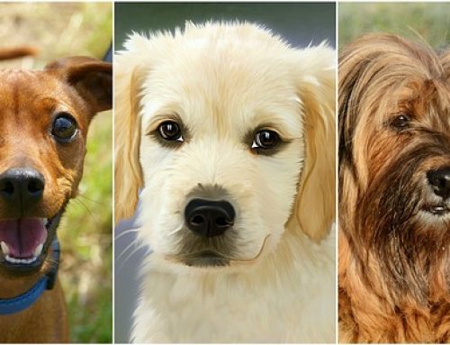 Razas de perros: el Coonhound