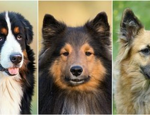 Cómo cuidar a un Collie