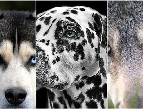 8 razas de perros exclusivas para personas experimentadas con perros