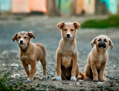 Cómo adoptar un perro abandonado