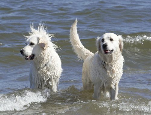 Cuidados para perros de pelo largo