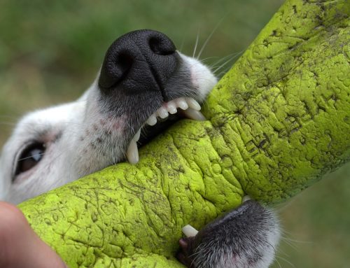 Evitar que el perro muerda tus zapatos y cosas