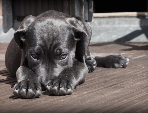 Cómo saber si mi perro está envenenado