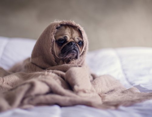 Consejos para el primer baño de nuestro cachorro