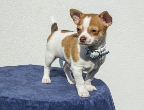 Cómo debe ser el collar de mi perro