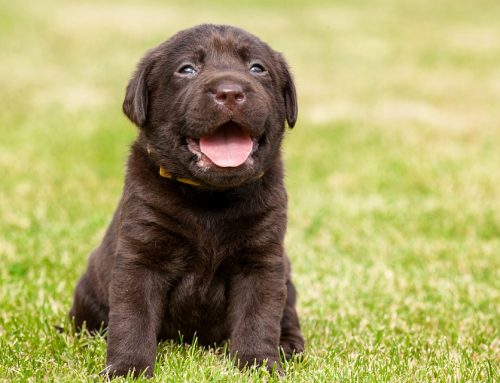 Cómo cuidar a un perro con sobrepeso