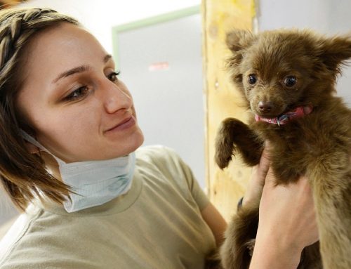 Los beneficios del aceite de oliva en perros