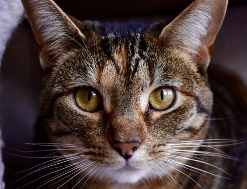 Mi gato tiene alergia a las pipetas, ¿qué hago?