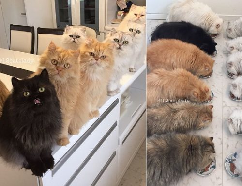 Los 12 gatos persas que se han hecho famosos en Internet