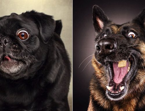 Divertidas fotos de perros hambrientos