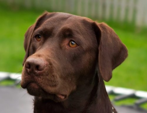 Cómo es un Labrador Retriever