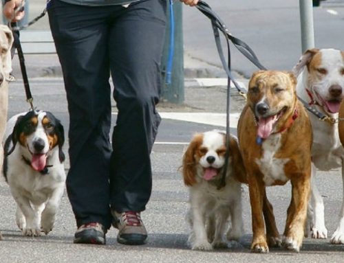 Paseador de perros, una profesión seria y respetada