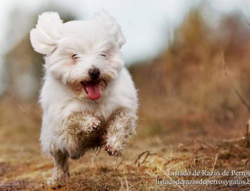 Raza de Perro Coton de Tulear